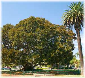 Park Trees